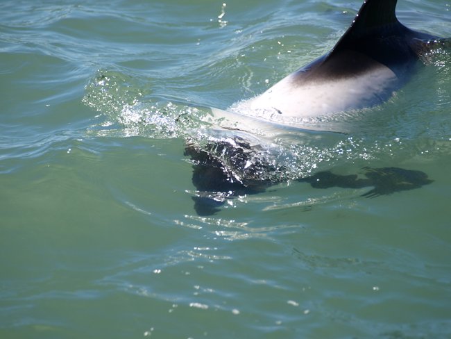 ../../Pictures/231209/063 Tonina overa.JPG